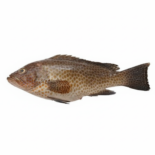 HAMUR/GROUPER-£15.99/KG