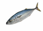 TUNA-£13.99/KG
