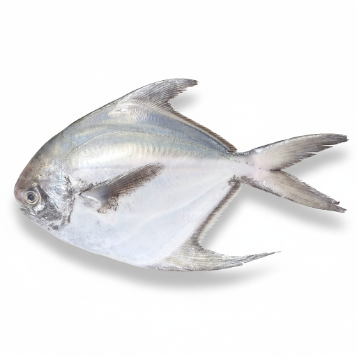 SILVER POMFRET/AVOLI-£23.99/KG