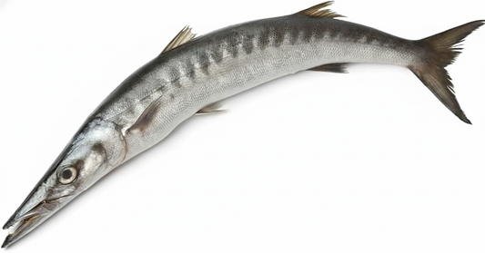 BARACUDA/SEELAV(2-3KG SIZE)-£14.99/KG