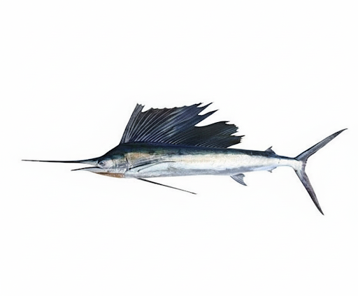 SAIL FISH/OLAMEEN-£15.99/KG