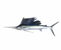 SAIL FISH/OLAMEEN-£15.99/KG