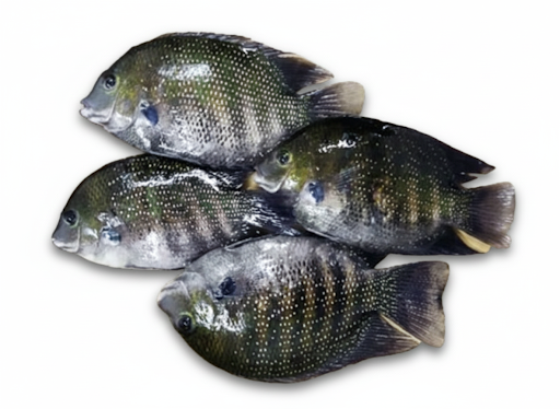 PEARL SPOT/KARIMEEN-£13.99/KG