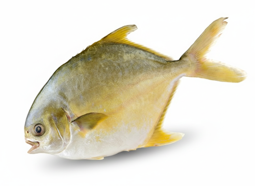 GOLDEN POMFRET-FROZEN-8KG/BOX-£58.00