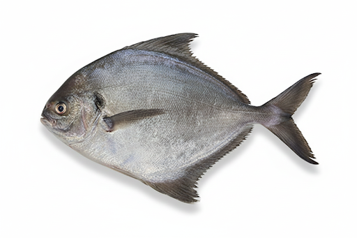 BLACK POMFRET/AVOLI-£17.99/KG