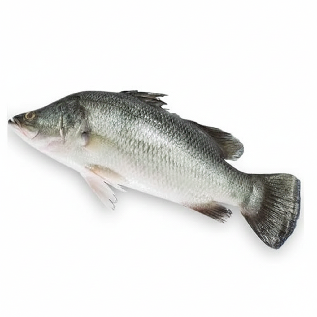 BARAMUNDI/KALANJI-£14.99/KG