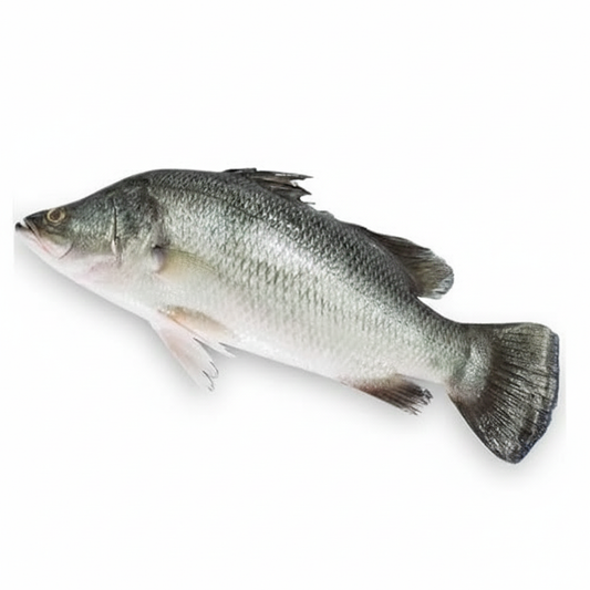 BARAMUNDI/KALANJI-£14.99/KG